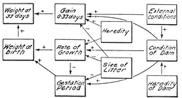 Wright's diagram of path analysis